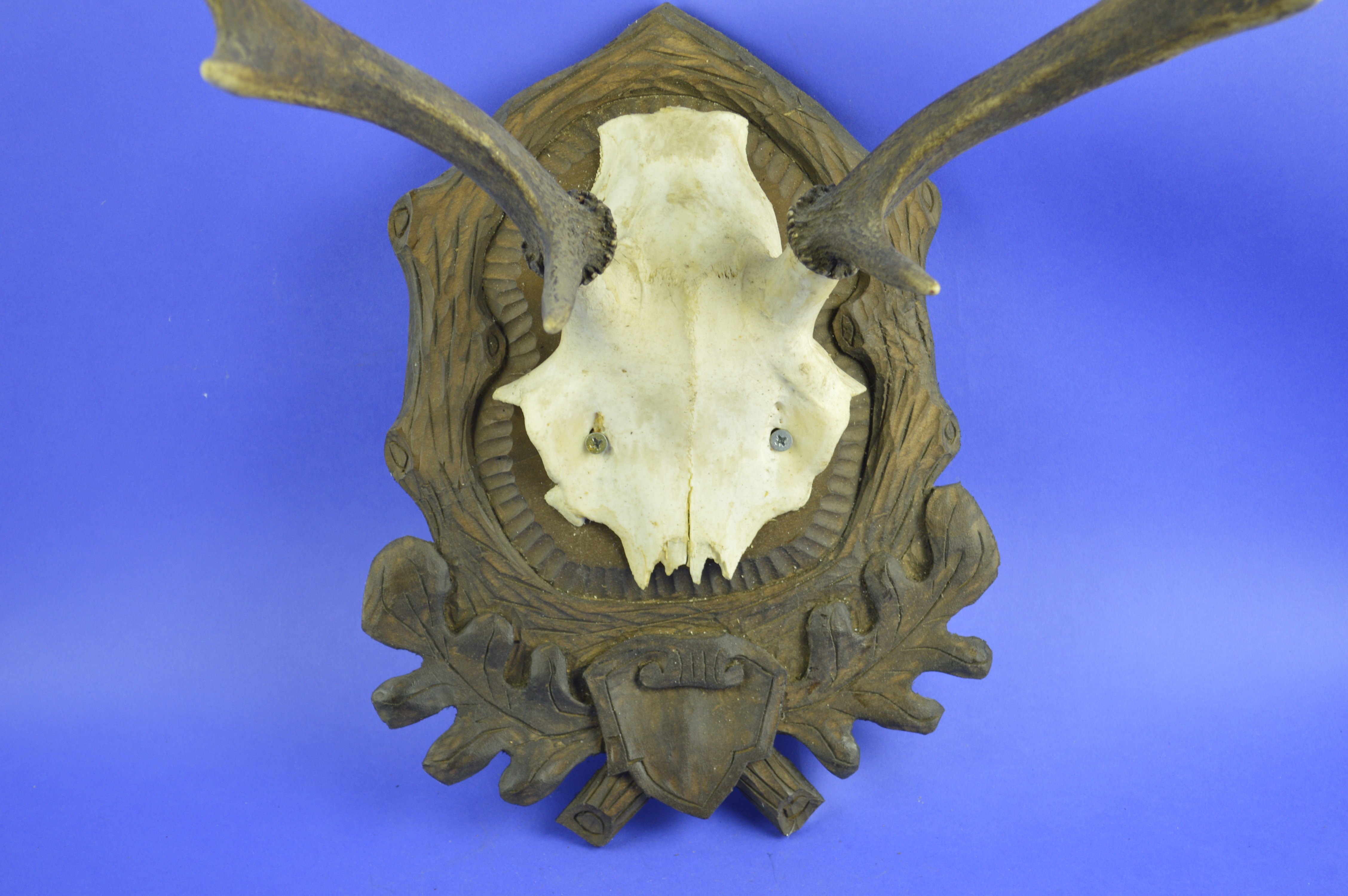 002CER Trophy deer. Hunting. Decoration. Fireplace. Chalet.