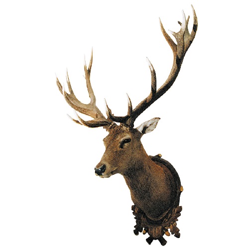 Taxidermia