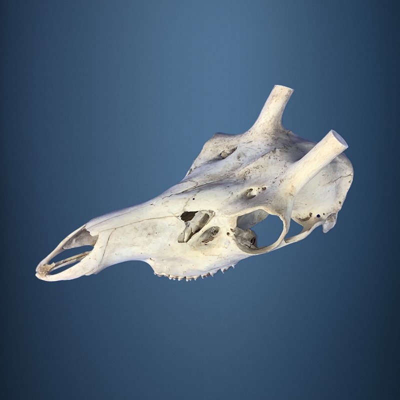 467SKU Teschio di cervo, montaggio corna, palco diametro 31-28mm