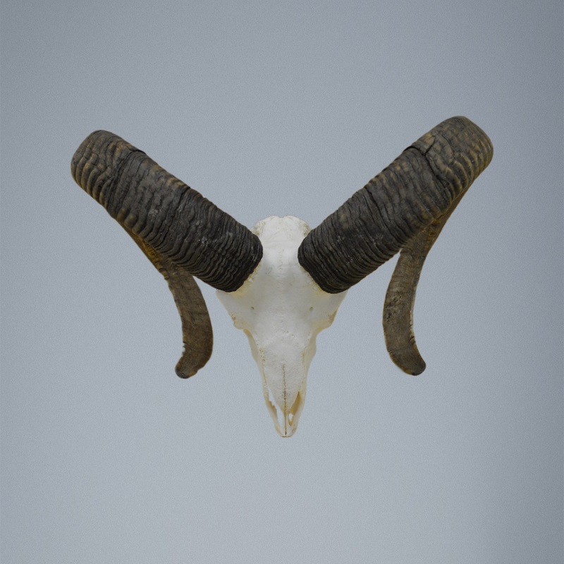 324MU Trofeo di caccia di muflone, corna 79-78cm