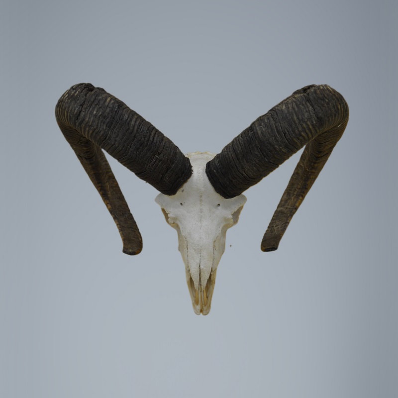 325MU Trofeo di caccia di muflone, corna 76-75cm