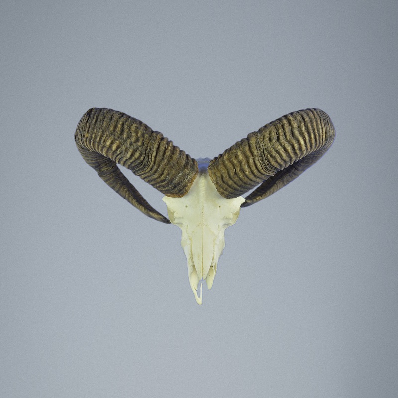 587MU Trofeo di caccia di muflone, corna 61-59cm C.22cm IT