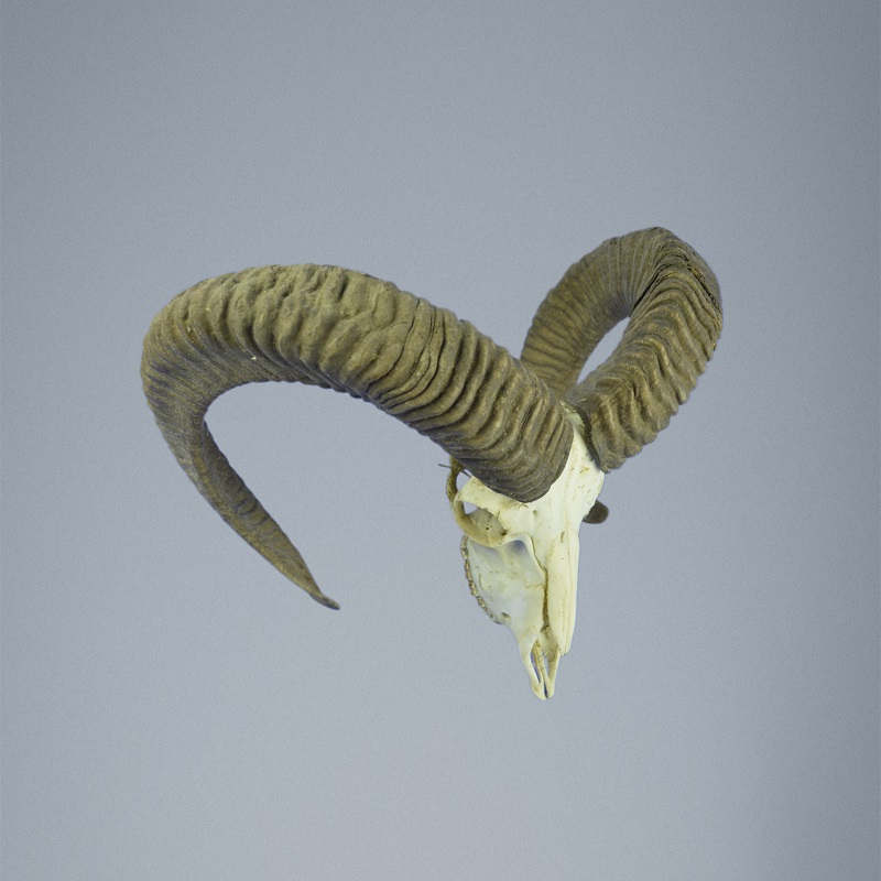 649MU Trofeo di caccia di muflone, corna 68-67cm C.22cm IT