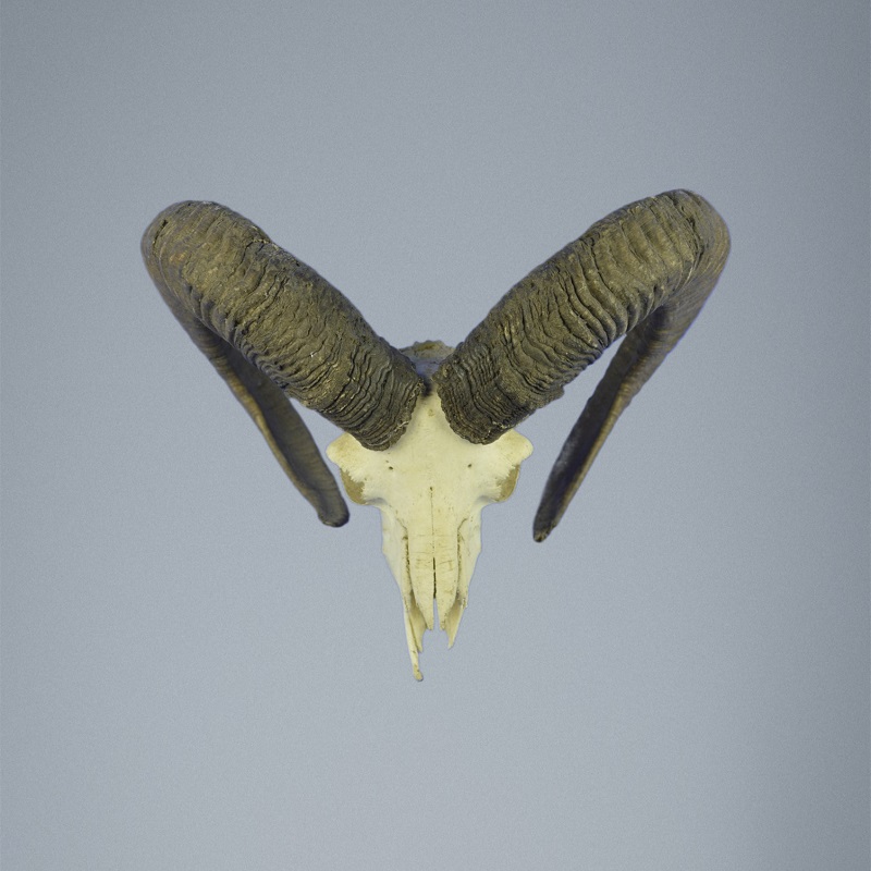 765MU Trofeo di caccia di muflone, corna 72-71cm C.23cm IT