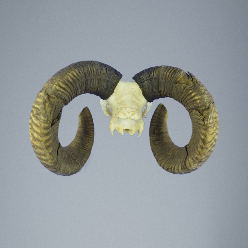 767MU Trophée de chasse de muflon, massacre, corne 74-72cm C.22cm FR