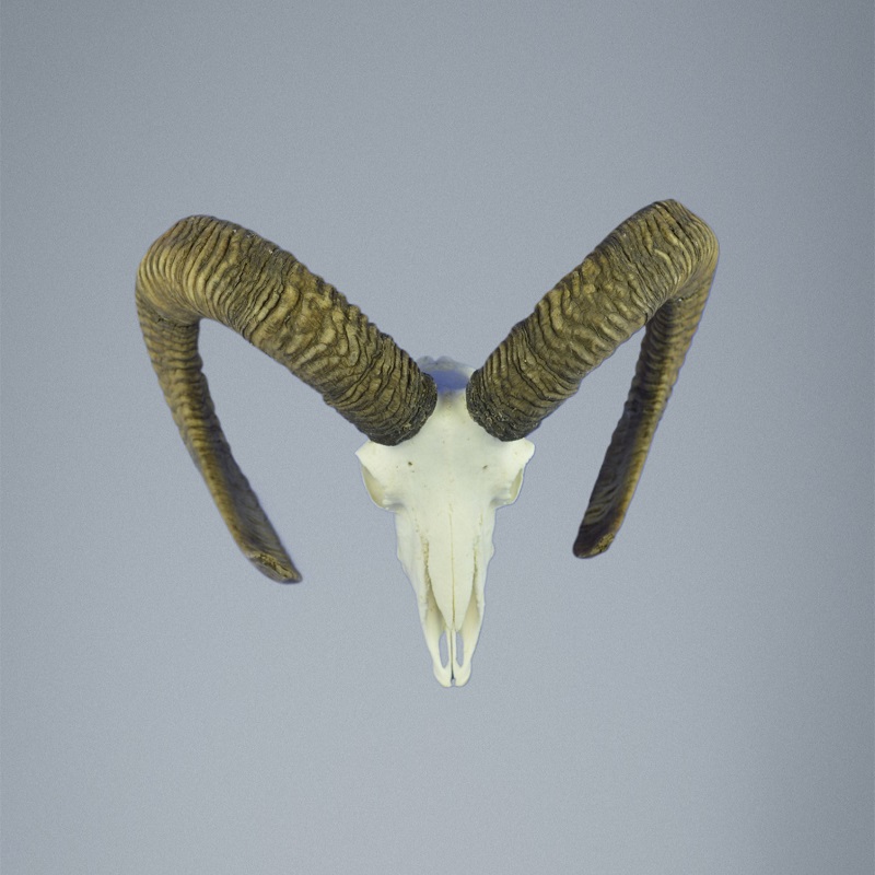 784MU Trofeo di caccia di muflone, corna 77-77cm C.20cm IT