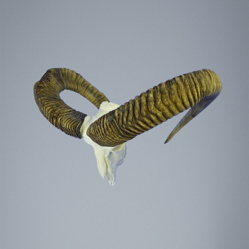 809MU Trofeo di caccia di muflone, corna 76-77cm C.23cm IT