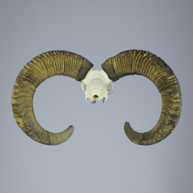 809MU Trofeo di caccia di muflone, corna 76-77cm C.23cm IT