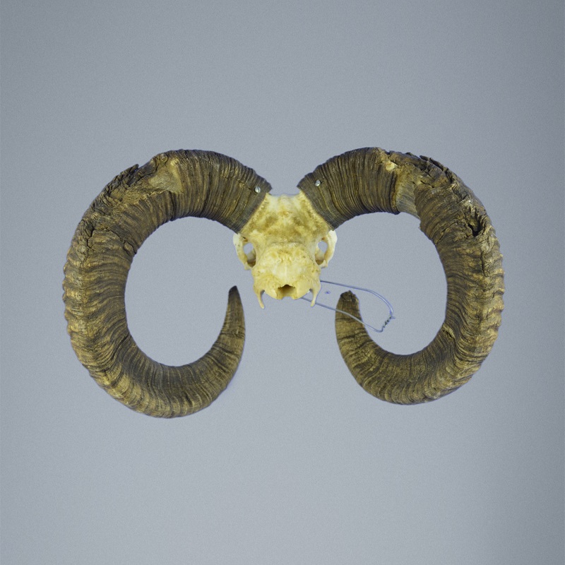 824MU Trophée de chasse de muflon, massacre, corne 80-76cm C.21cm FR