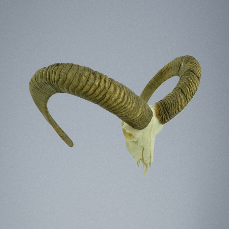 477MU Trofeo di caccia di muflone, corna 74-69cm