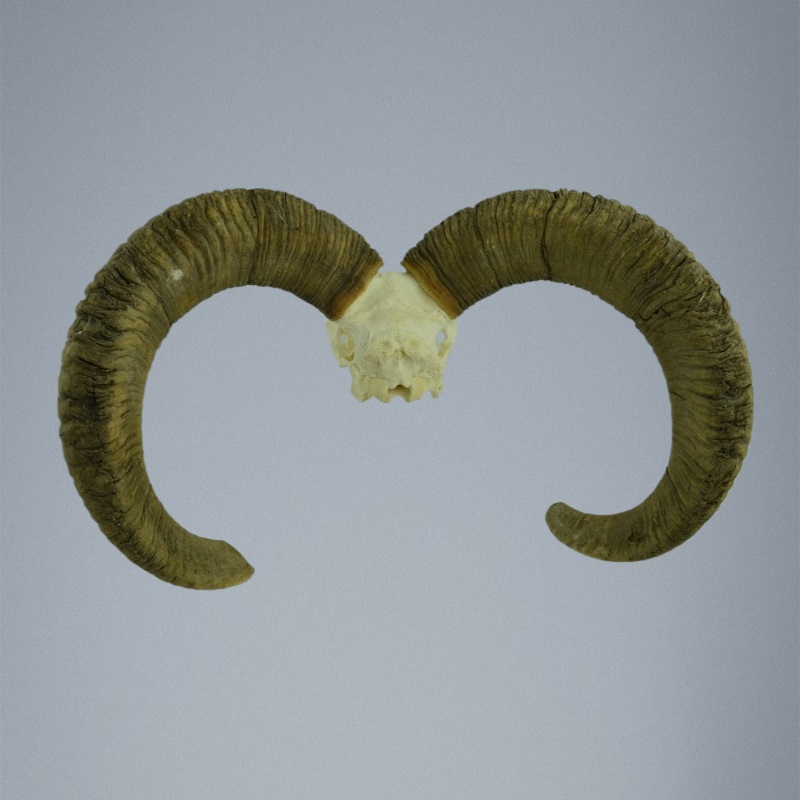 477MU Trofeo di caccia di muflone, corna 74-69cm