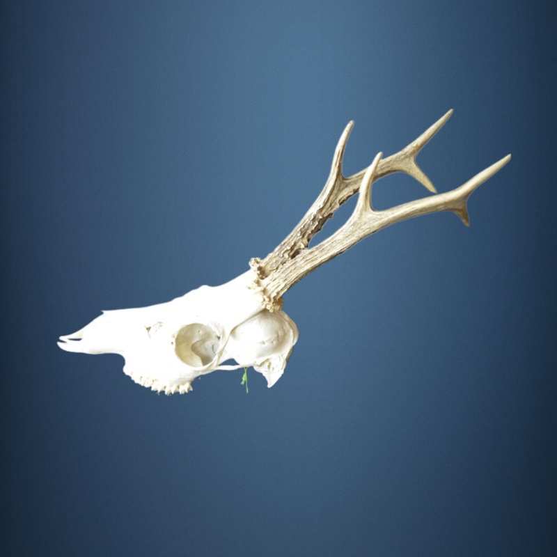 031CA Trofeo di capriolo 278g. Caccia. Collezione. Decorazione. Camino