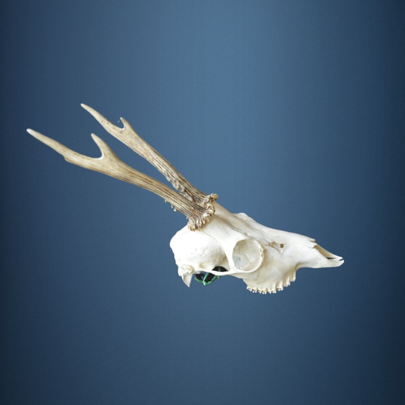 036CA  Trofeo de corzo 308g. Caza. Colección. Decoración. Chimenea