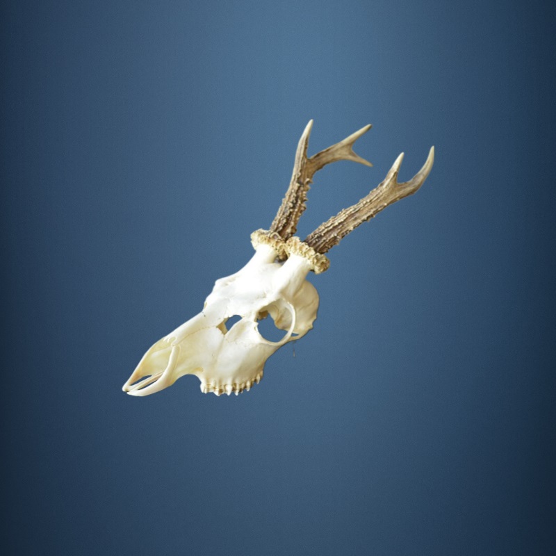 048CA Trofeo di capriolo 309g. Caccia. Collezione. Decorazione. Camino