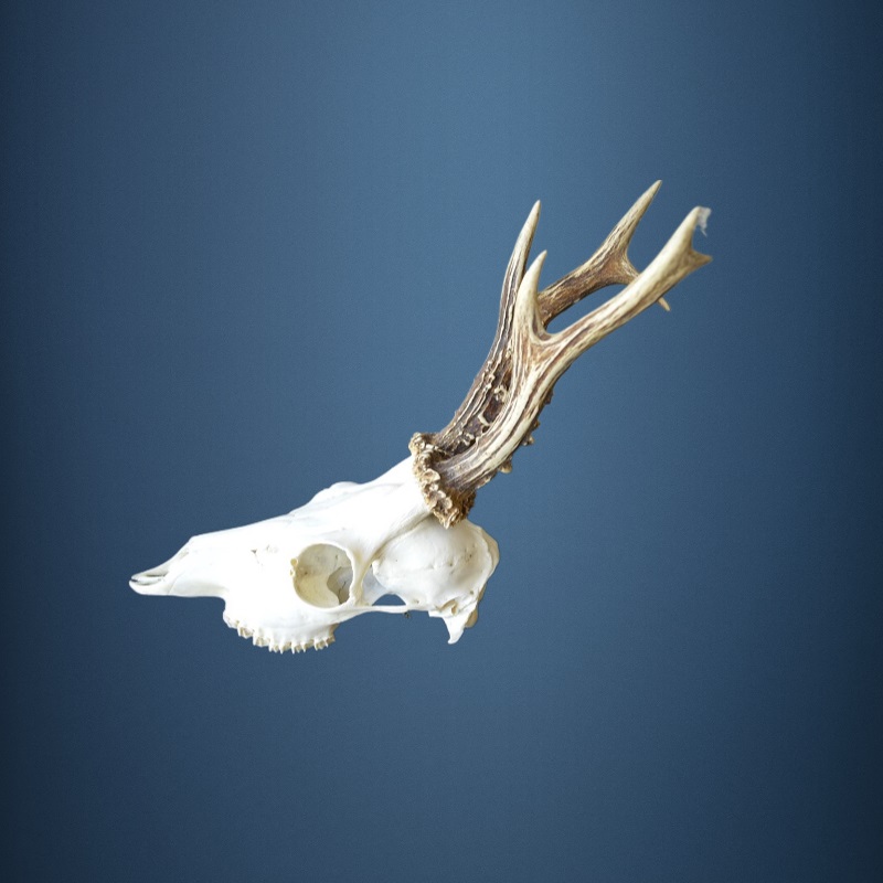 053CA Trofeo di capriolo 351g. Caccia. Collezione. Decorazione. Camino