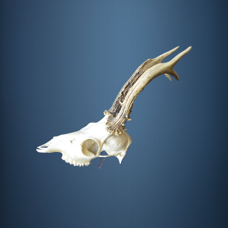 055CA Trofeo di capriolo 401g. Caccia. Collezione. Decorazione. Camino