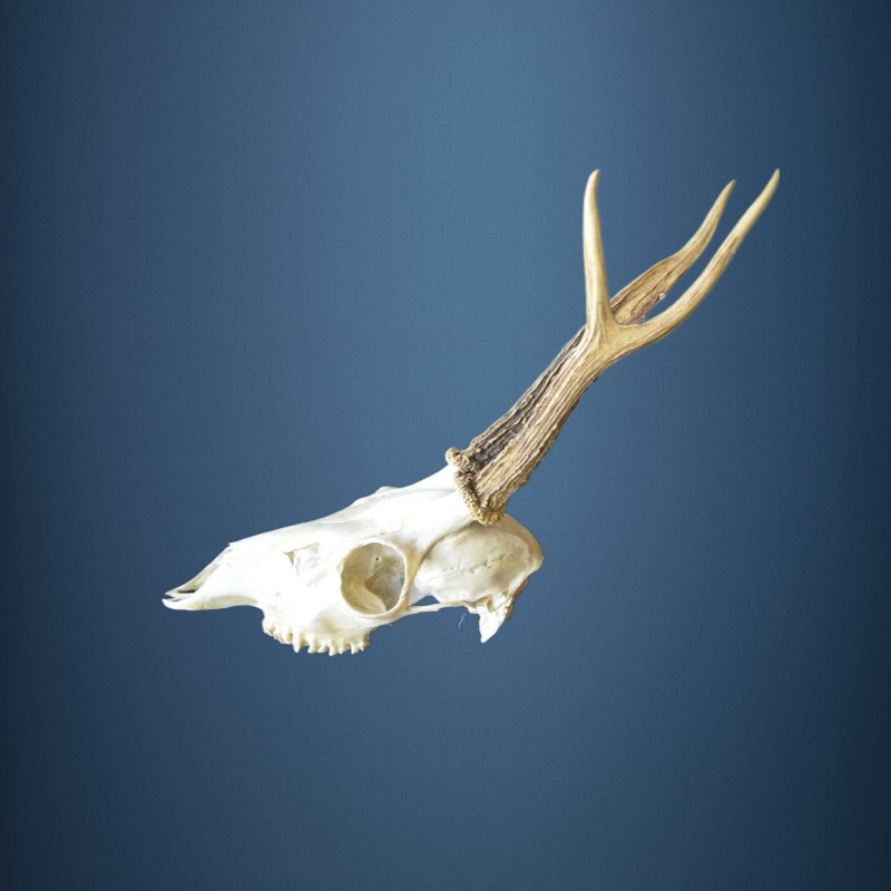 056CA Trofeo di capriolo 251g. Caccia. Collezione. Decorazione. Camino