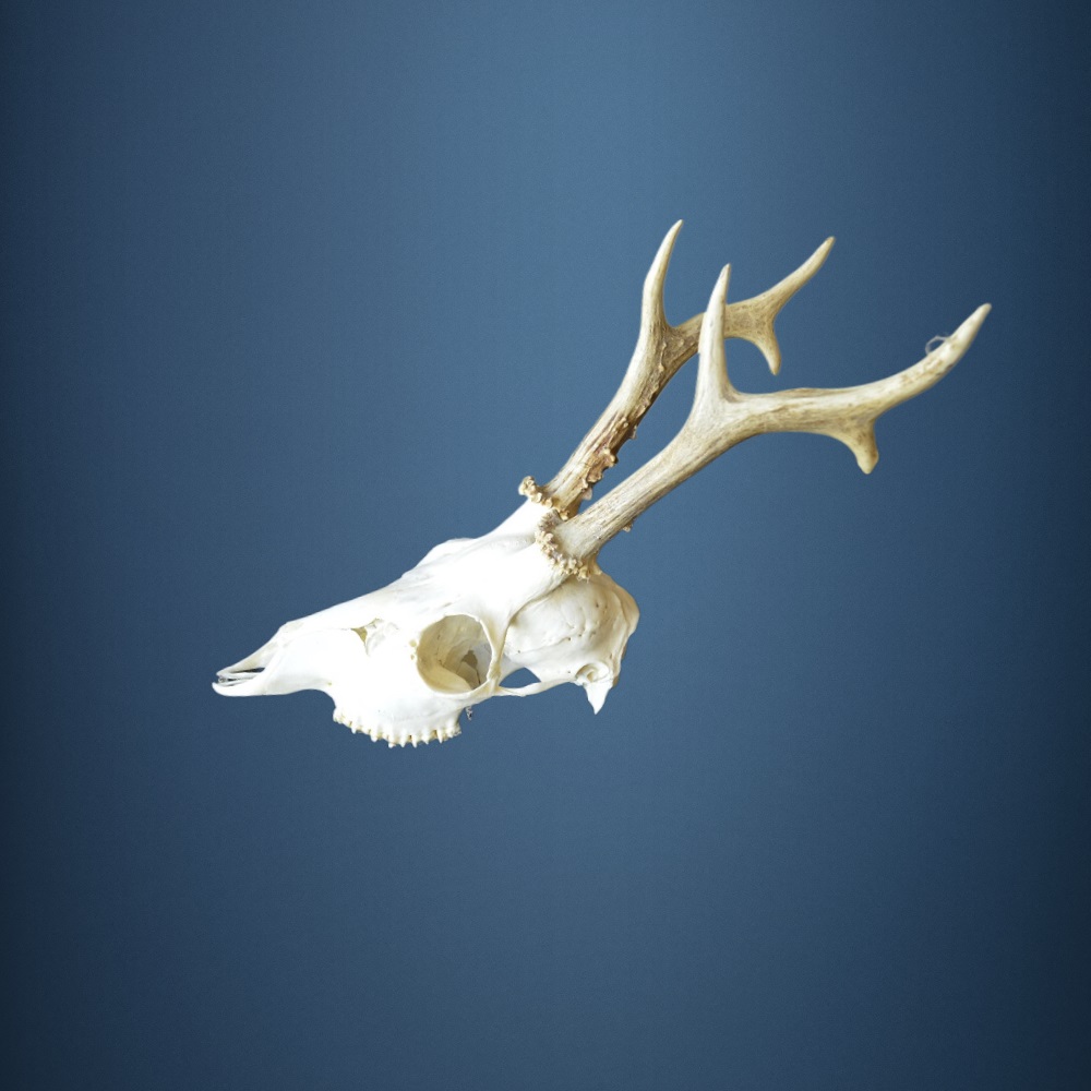 091CA Trofeo di capriolo 317g. Caccia. Collezione. Decorazione. Camino