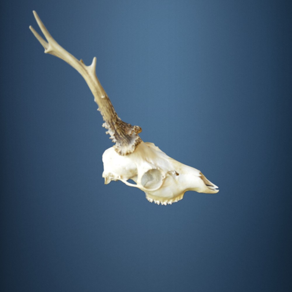 098CA   Trofeo de corzo 350g. Caza. Colección. Decoración. Chimenea