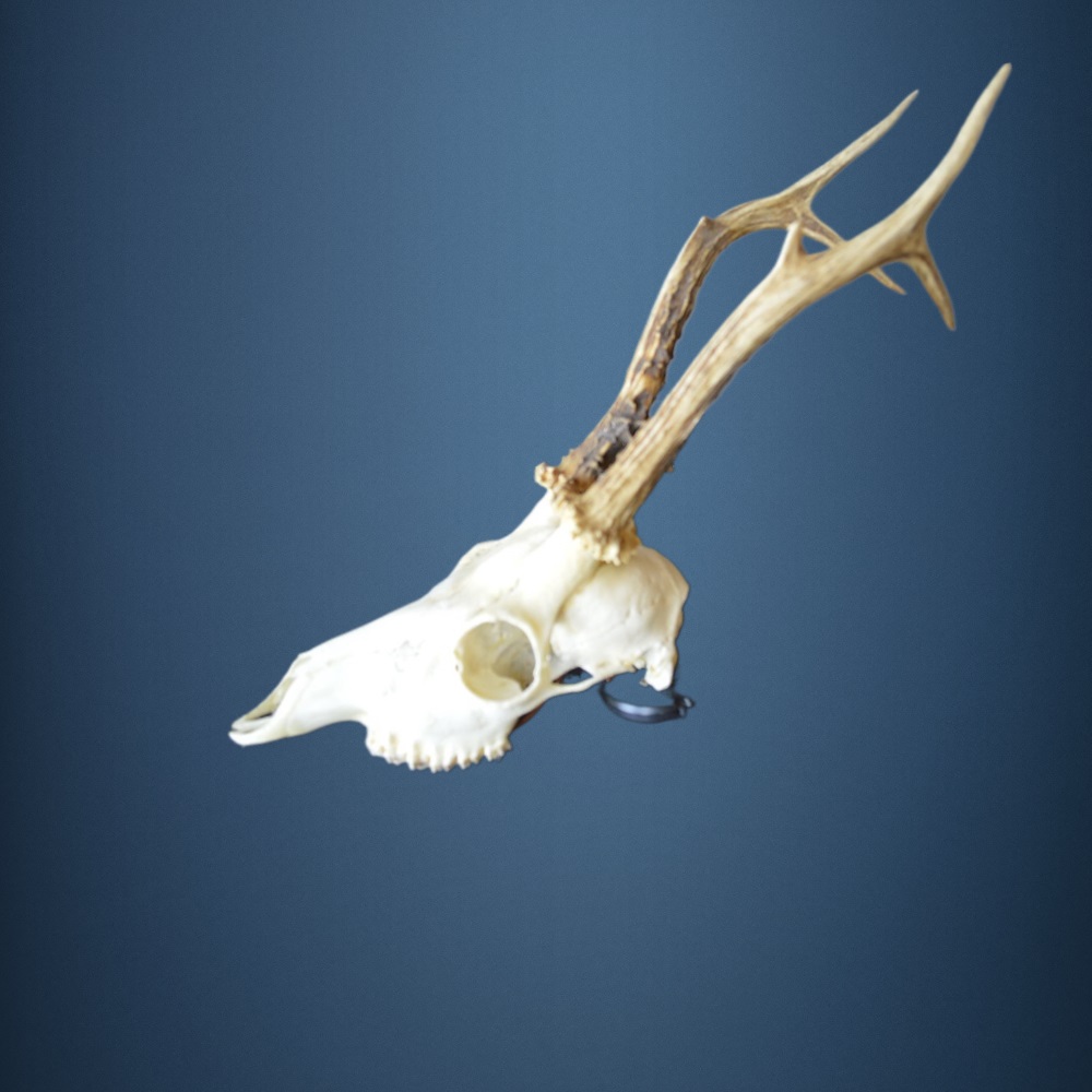 099CA Trofeo di capriolo 302g. Caccia. Collezione. Decorazione. Camino
