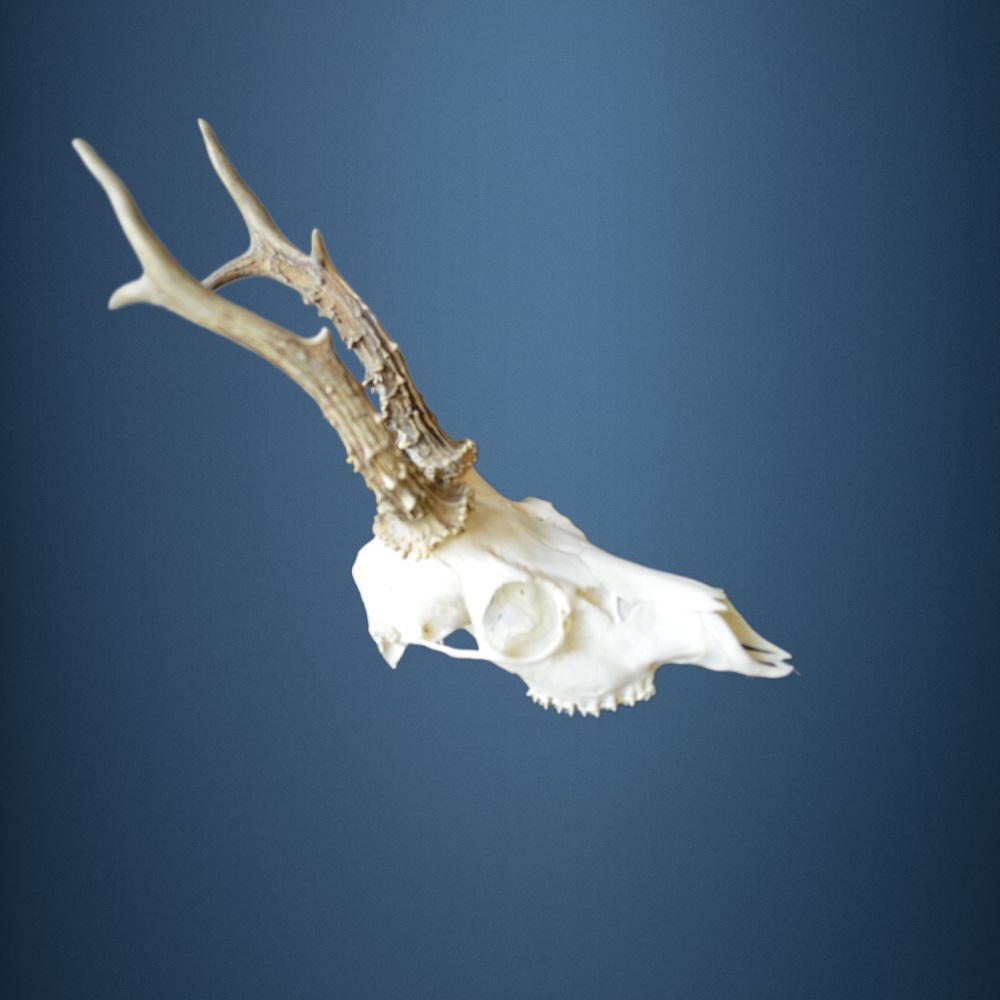 112CA  Trofeo di capriolo 367g. Caccia. Collezione. Decorazione. Camino