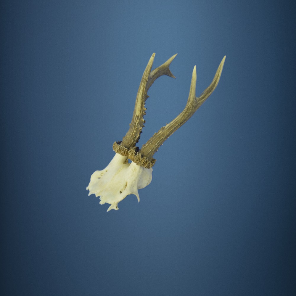 613CA Trofeo di capriolo 271g. Caccia. Collezione. Decorazione. Camino