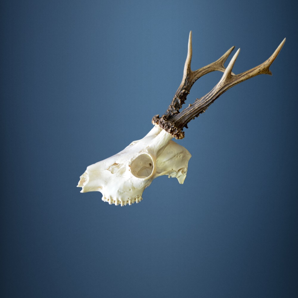 006CA Trofeo di capriolo 438g. Caccia. Collezione. Decorazione. Camino