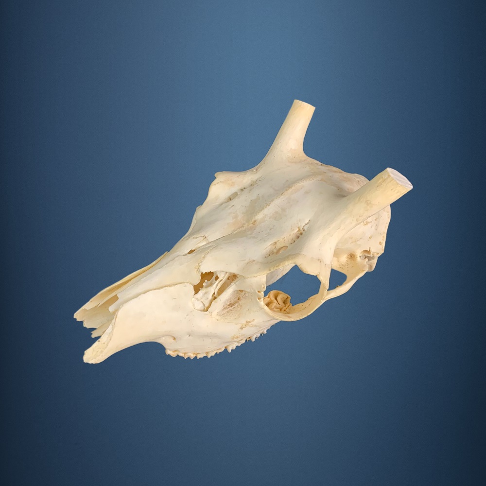 510SKU Teschio di cervo, montaggio corna, palco diametro 23mm