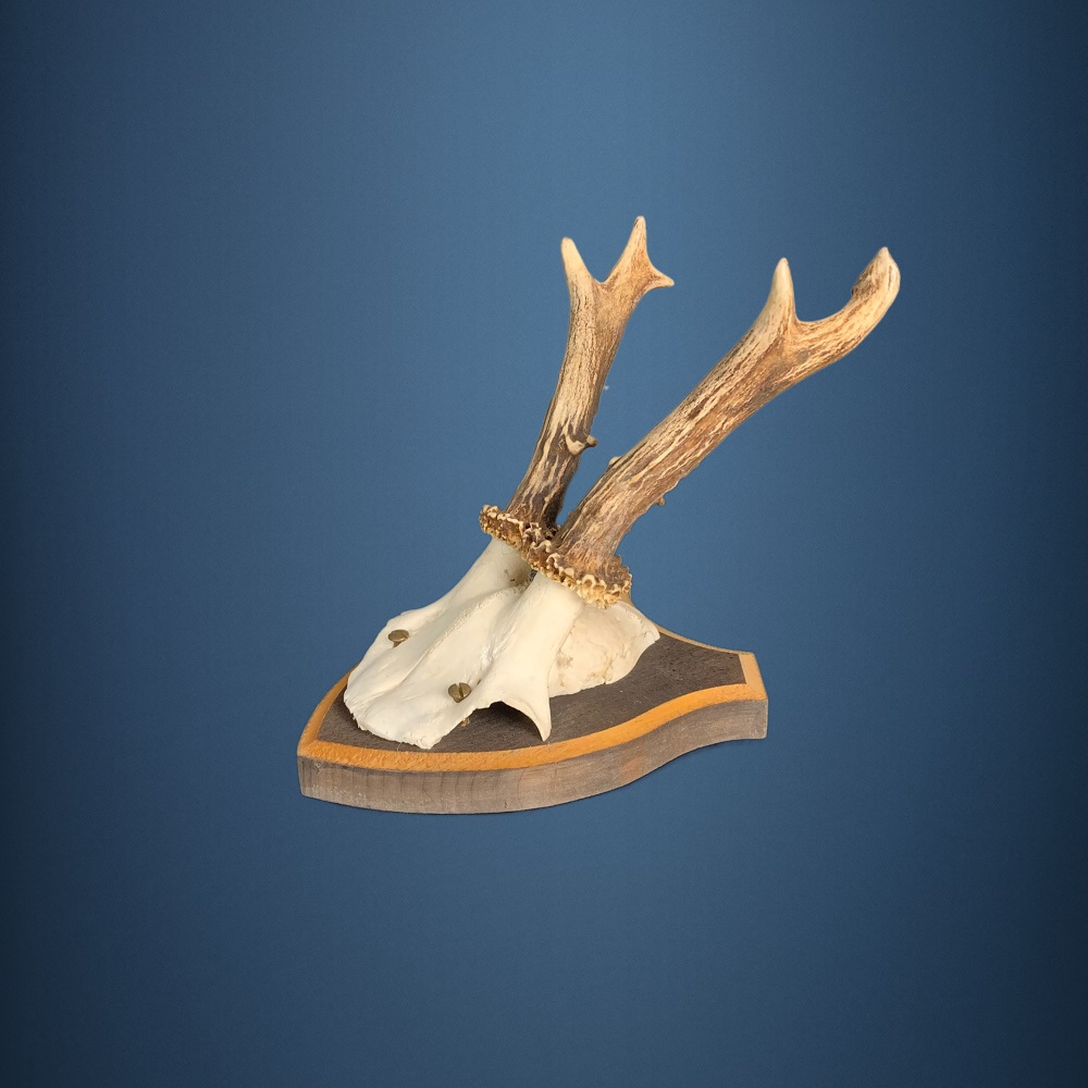 154CA Trofeo di capriolo . Caccia. Collezione. Decorazione. Camino