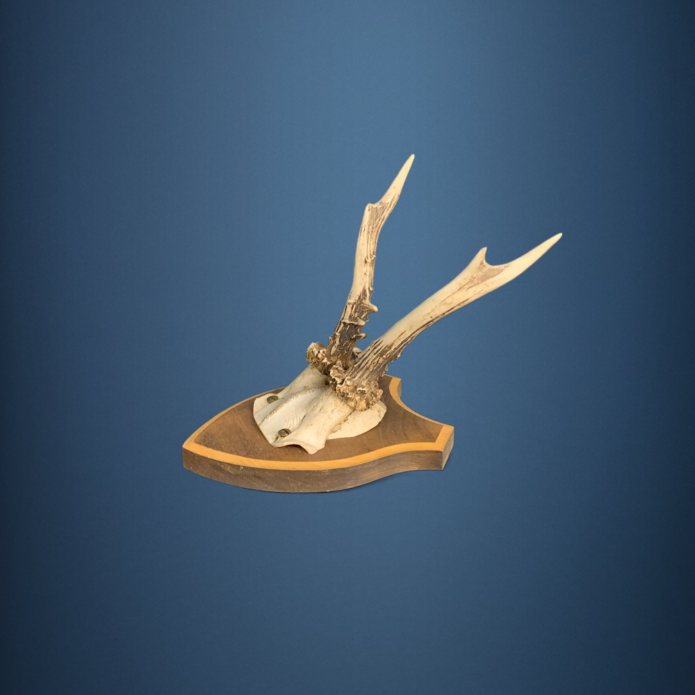 171CA Trofeo di capriolo . Caccia. Collezione. Decorazione. Camino