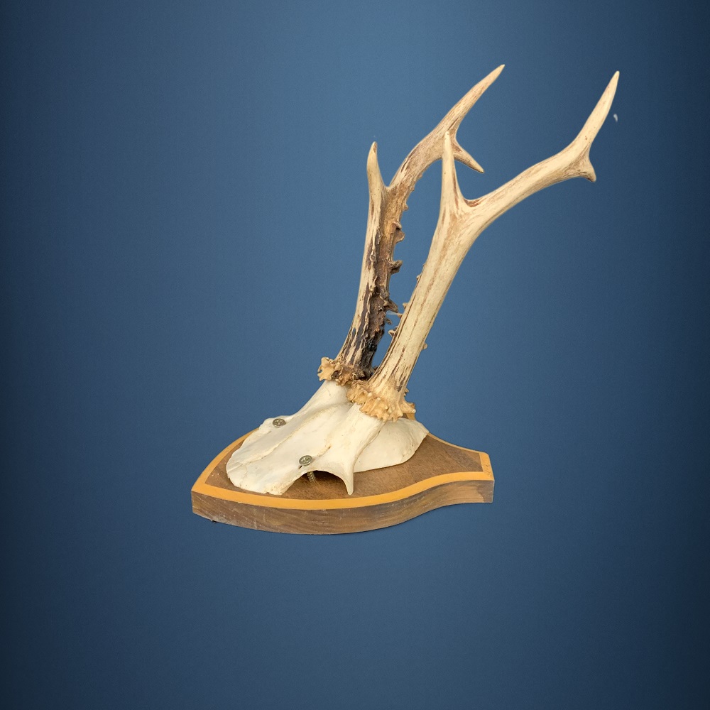 182CA Trofeo di capriolo . Caccia. Collezione. Decorazione. Camino