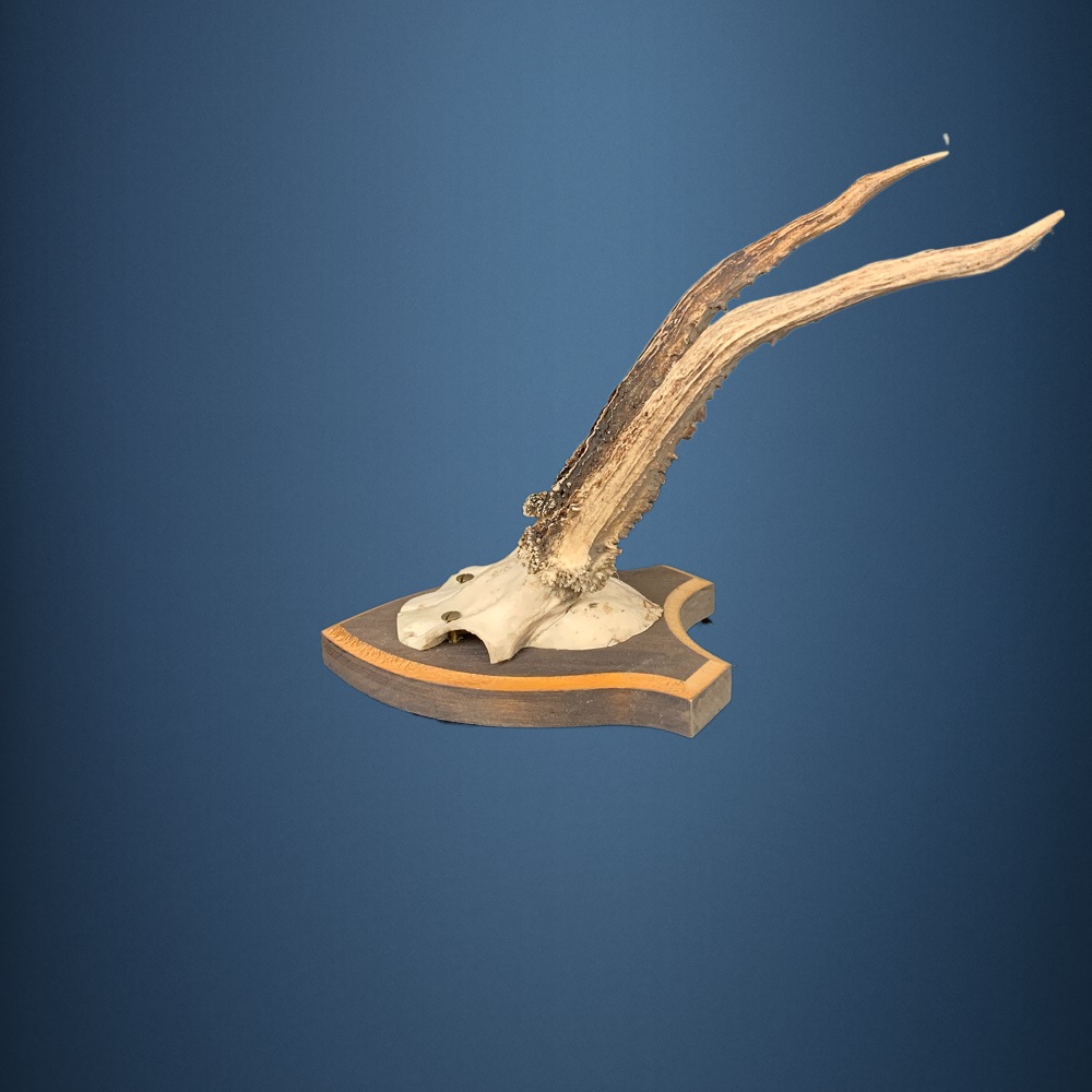 191CA Trofeo di capriolo . Caccia. Collezione. Decorazione. Camino