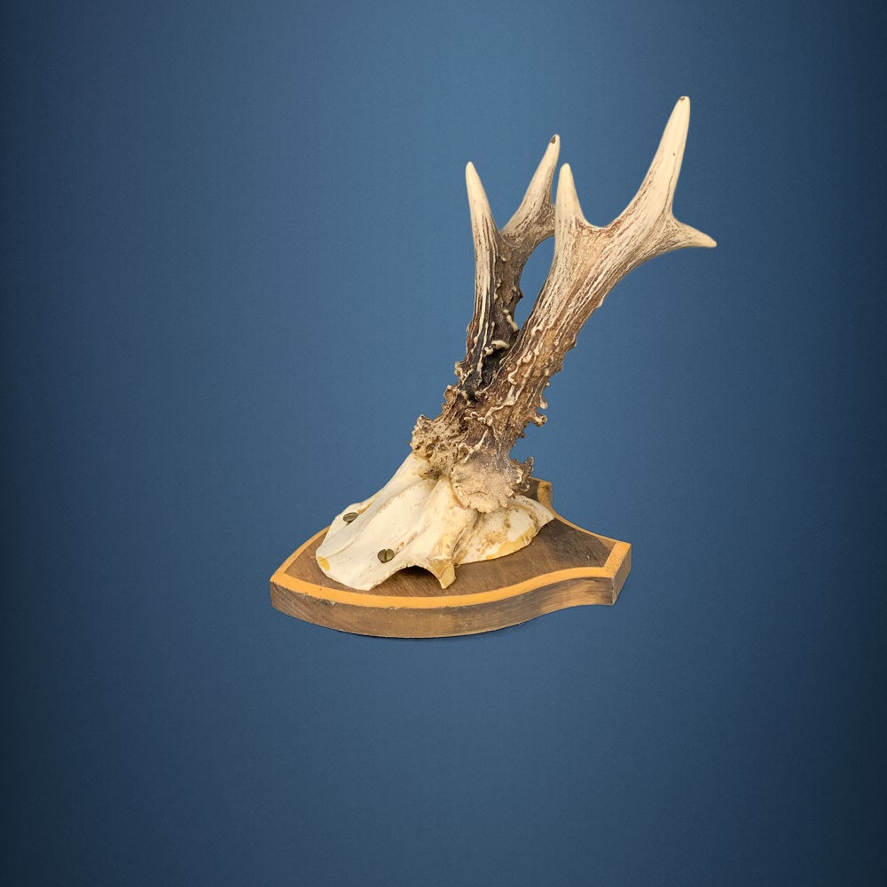 198CA Trofeo di capriolo . Caccia. Collezione. Decorazione. Camino