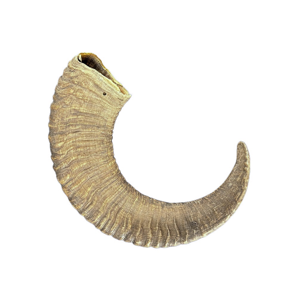 003CMU Cuerno de muflon, carnero, urial 56cm