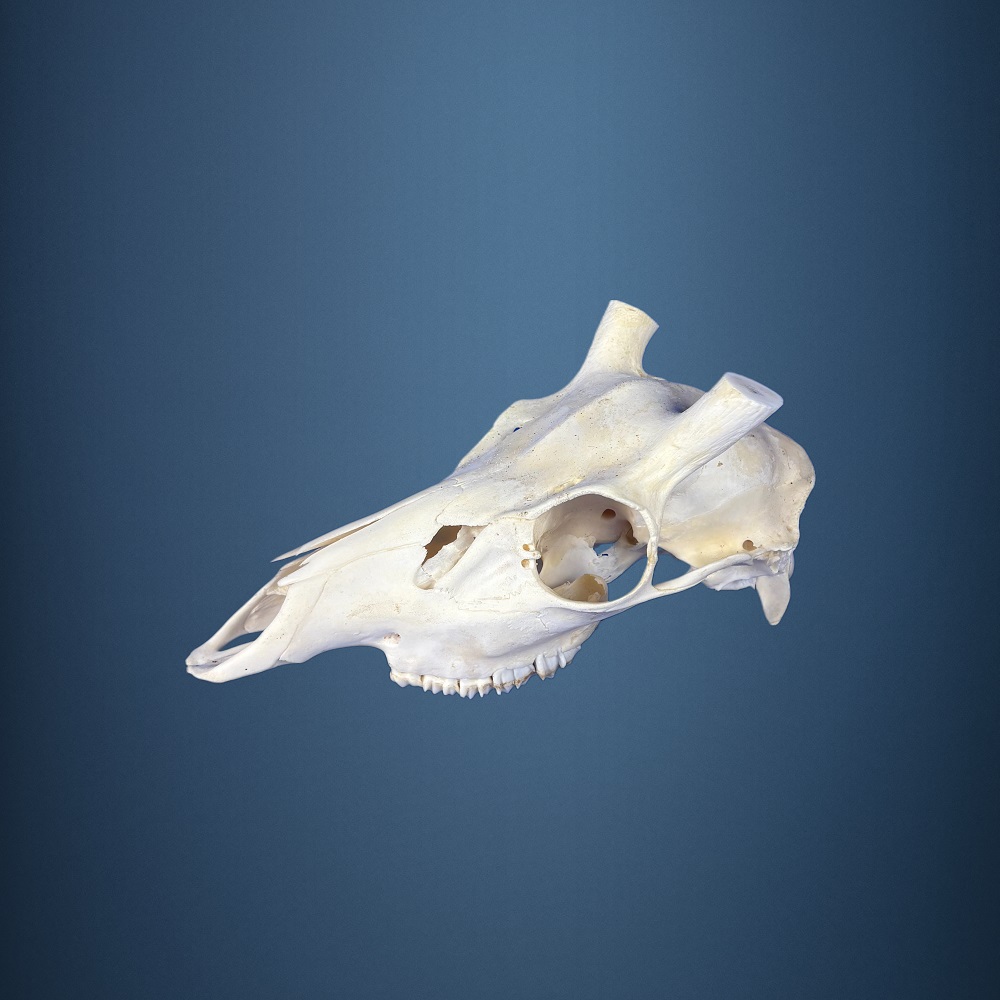 529SKU Teschio di cervo sika, montaggio corna, palco diametro 25mm