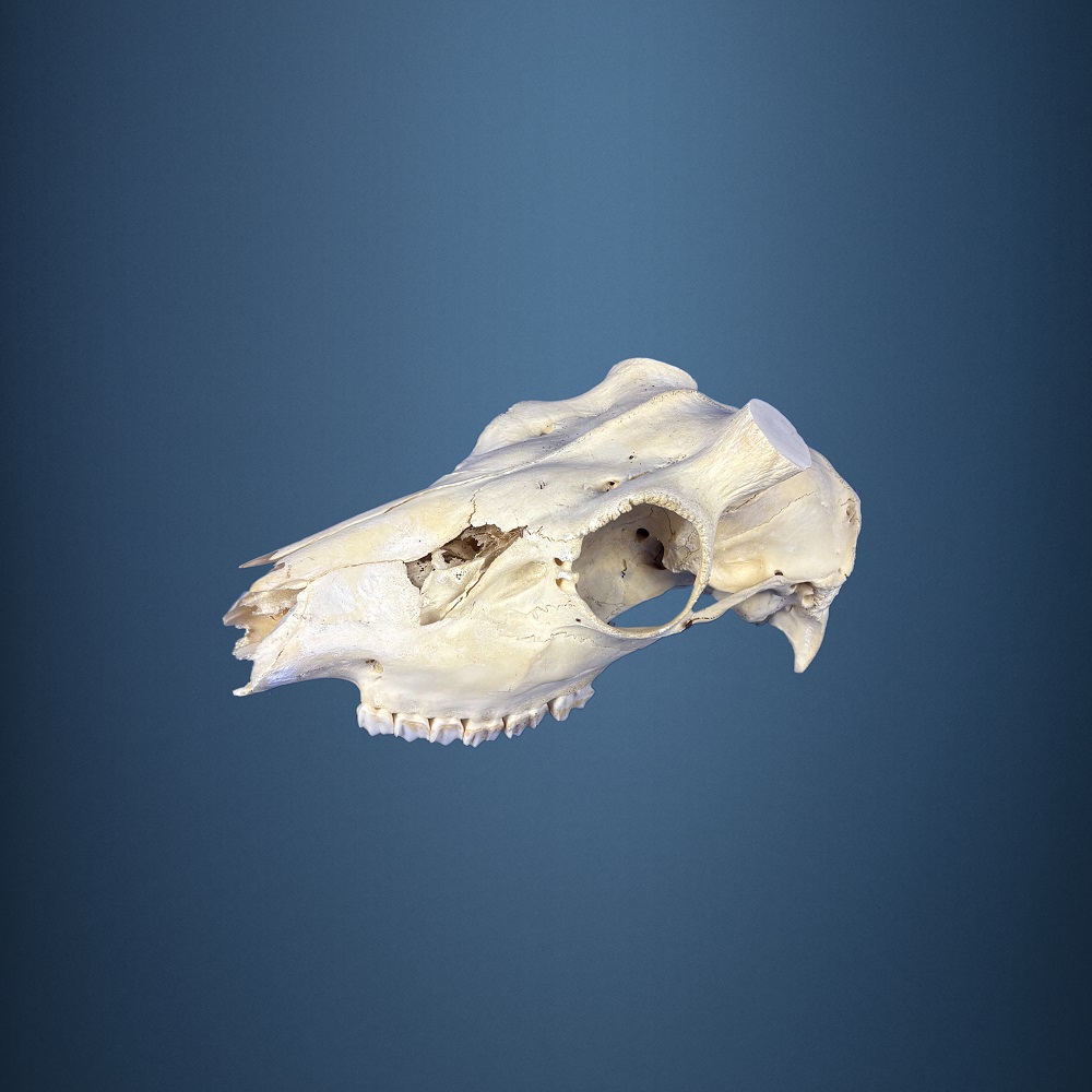 520SKU Teschio di daino, montaggio corna, palco diametro 37mm