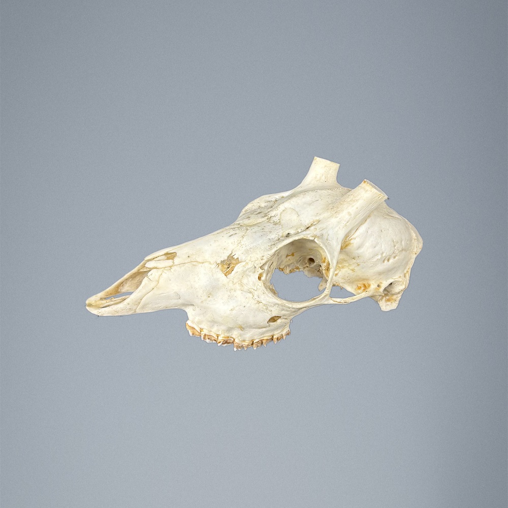 534SKU Teschio di capriolo, montaggio corna, palco diametro 15mm