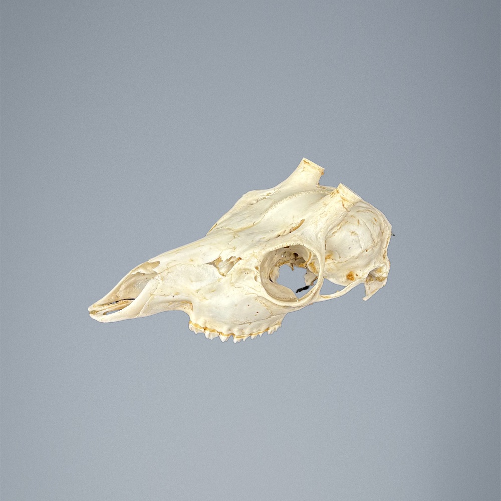 535SKU Teschio di capriolo, montaggio corna, palco diametro 15mm