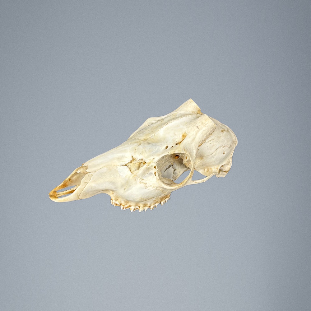 538SKU Teschio di capriolo, montaggio corna, palco diametro 17mm