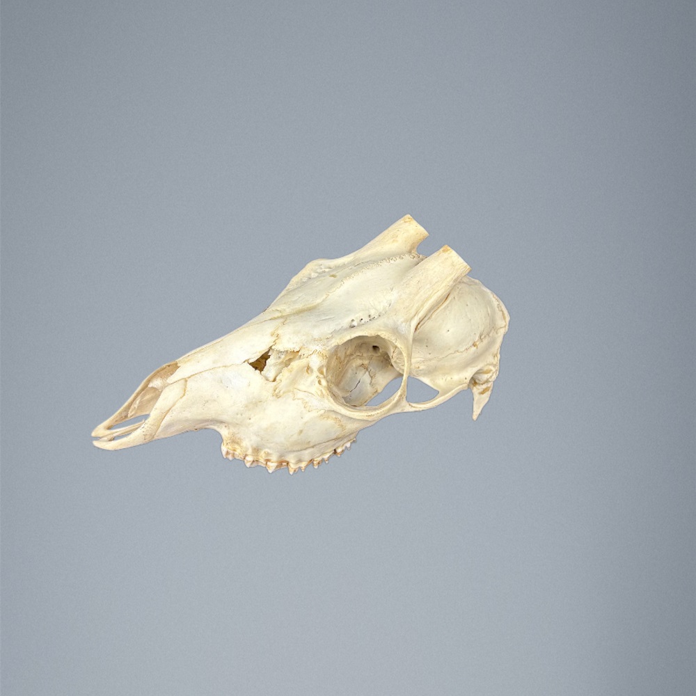 546SKU Teschio di capriolo, montaggio corna, palco diametro 14mm