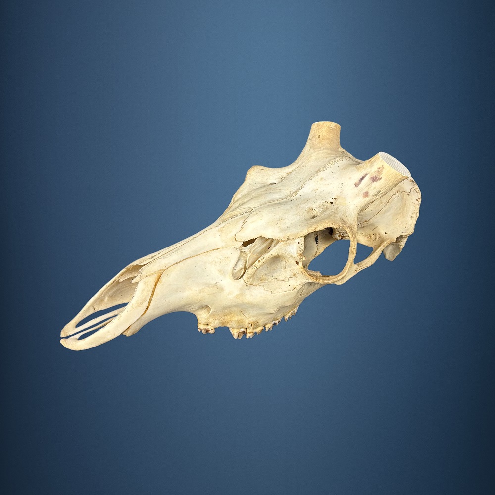 555SKU Teschio di cervo, montaggio corna, palco diametro 36mm