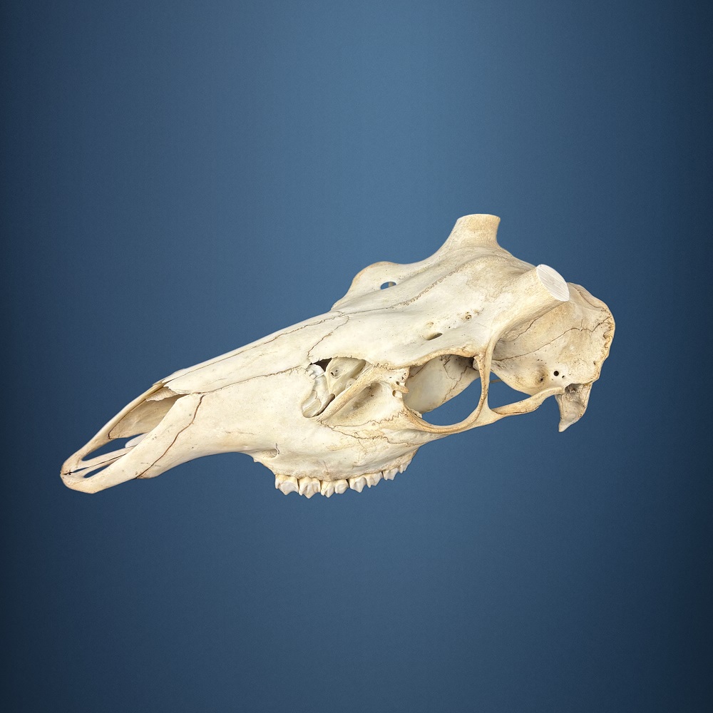 558SKU Teschio di cervo, montaggio corna, palco diametro 33mm