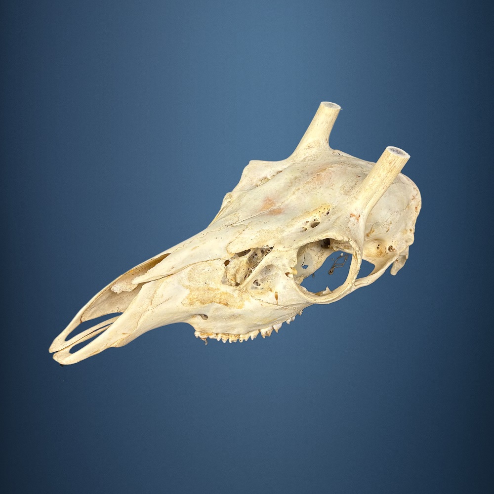 564SKU Teschio di cervo, montaggio corna, palco diametro 18mm