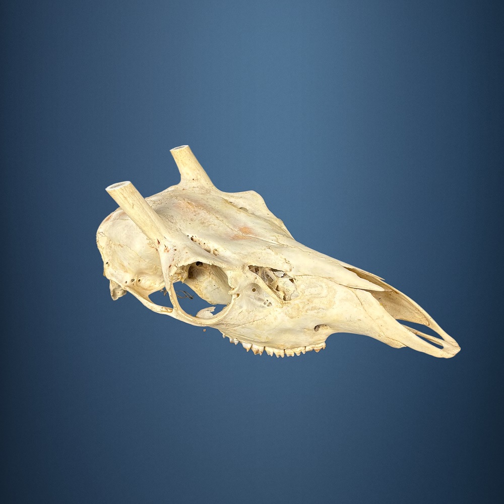 564SKU Teschio di cervo, montaggio corna, palco diametro 18mm