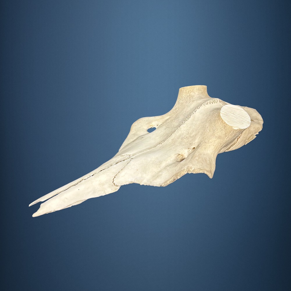 568SKU Teschio di cervo, montaggio corna, palco diametro 37mm