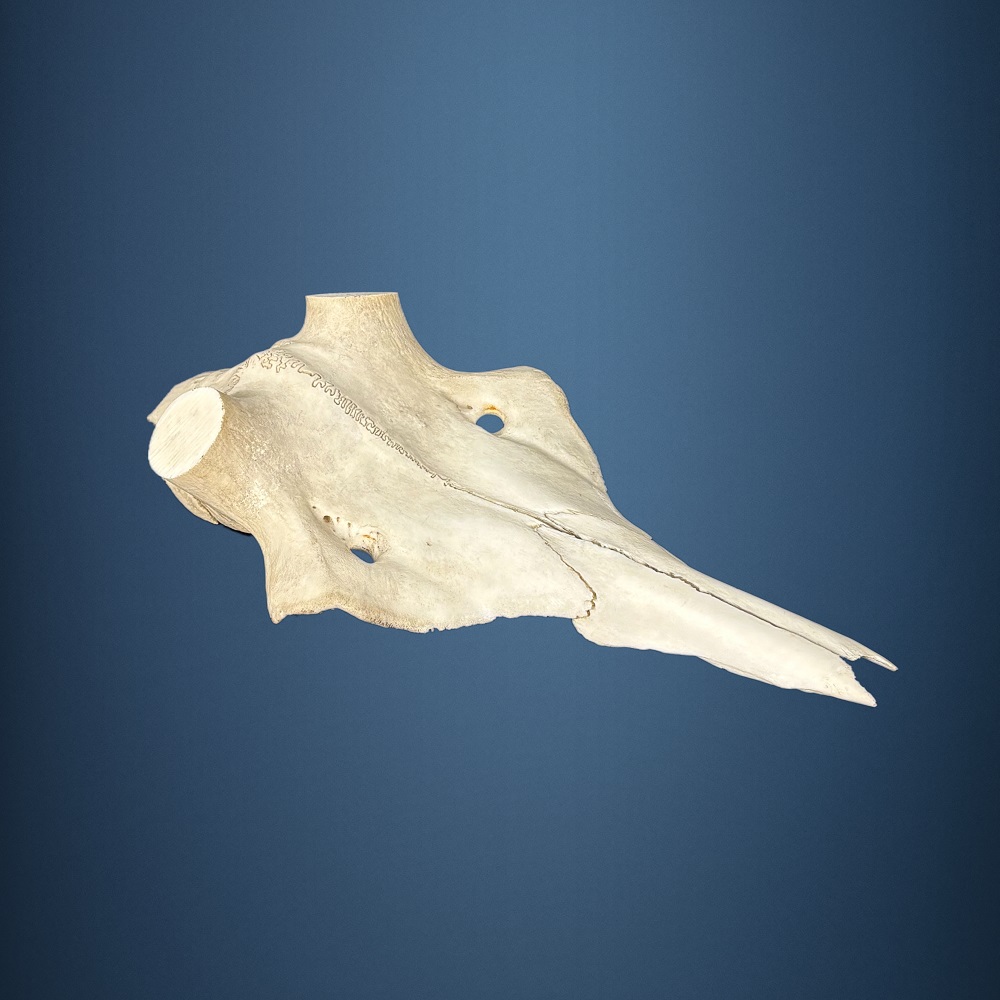 568SKU Teschio di cervo, montaggio corna, palco diametro 37mm