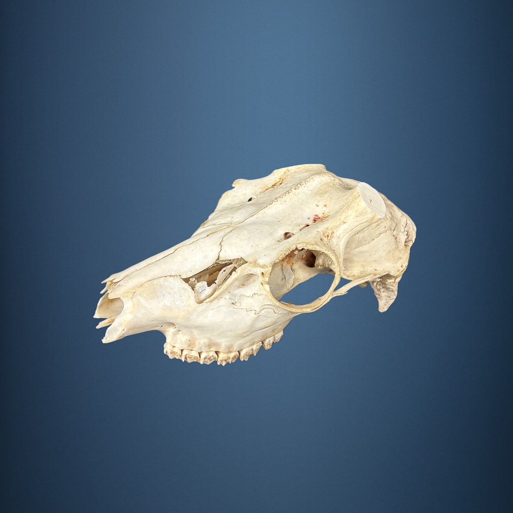 561SKU Teschio di daino, montaggio corna, palco diametro 30x40mm