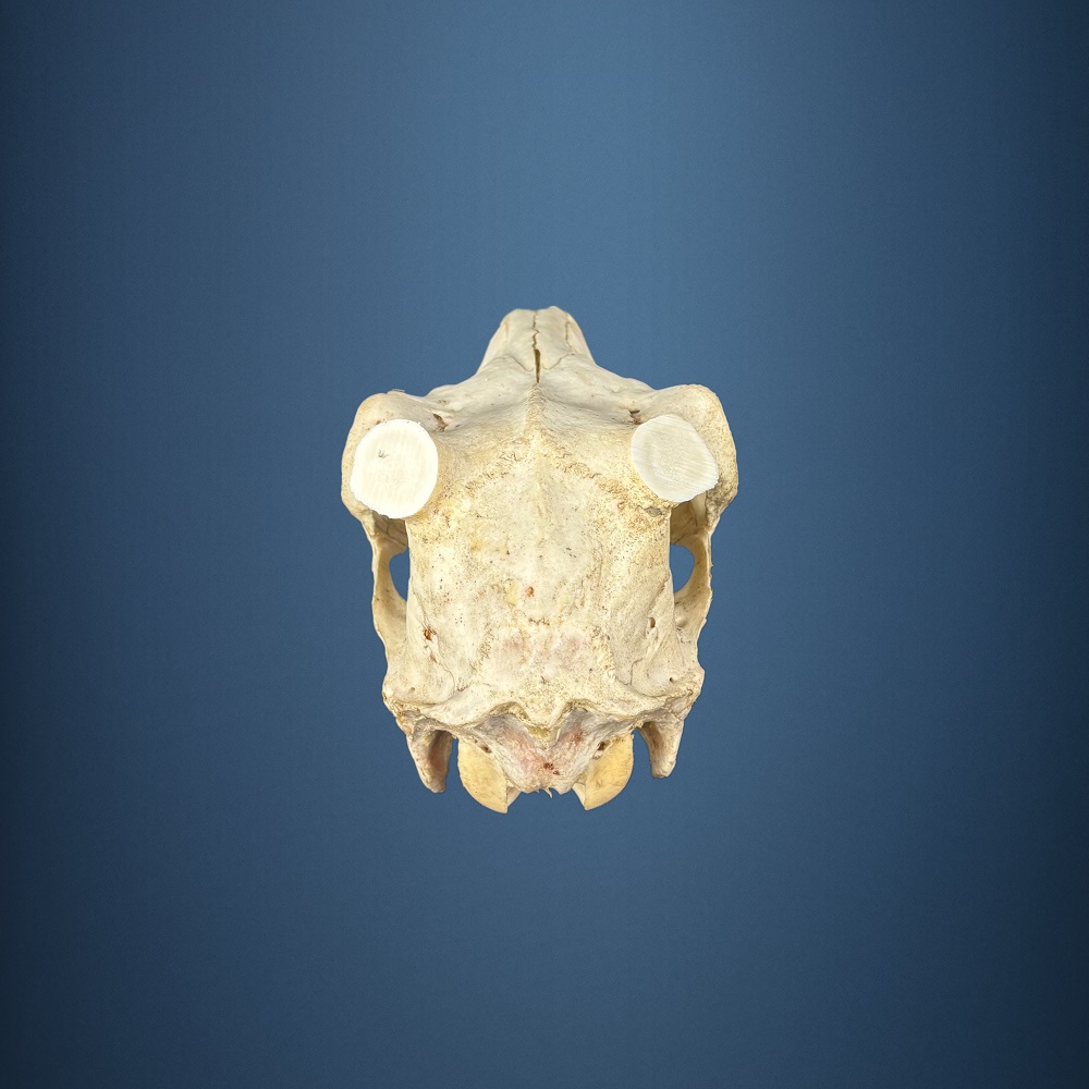 561SKU Teschio di daino, montaggio corna, palco diametro 30x40mm