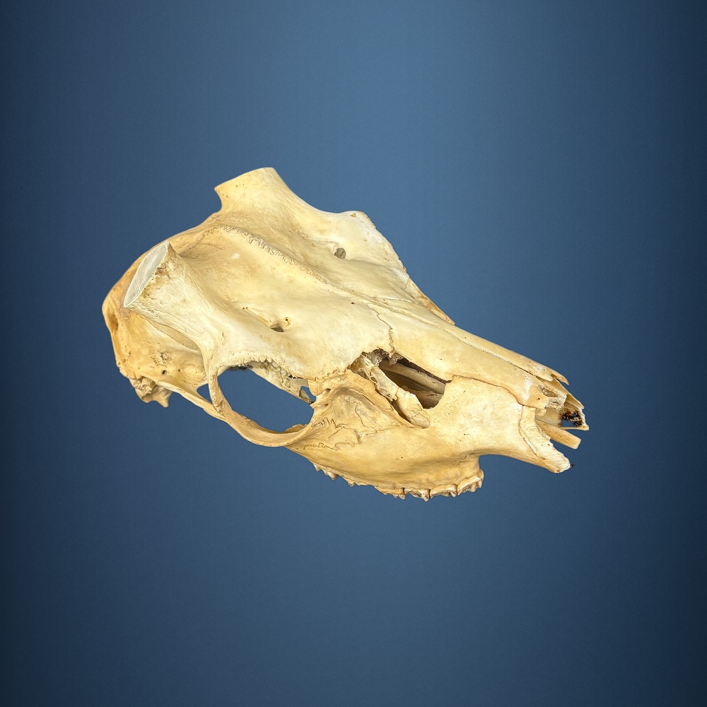 563SKU Teschio di daino, montaggio corna, palco diametro 35mm