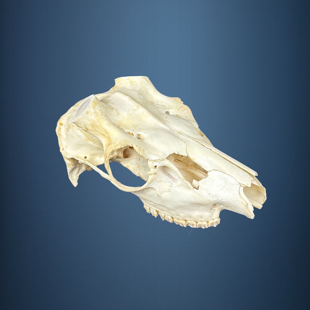 567SKU Teschio di daino, montaggio corna, palco diametro 38mm